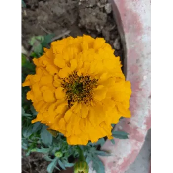 Fresh Marigold Flowers